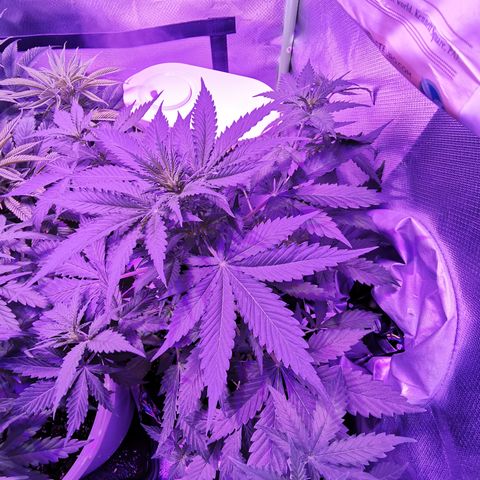 Dwarf auto growlog timeline photo