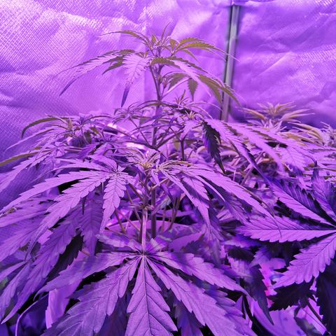 Royal Jack Auto 👑  growlog timeline photo