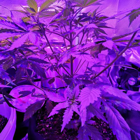 Dwarf auto growlog timeline photo