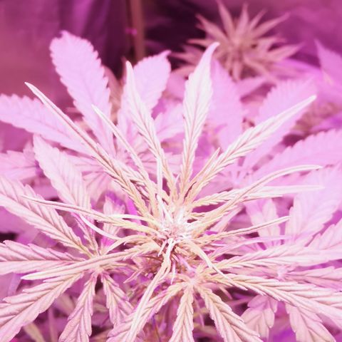 Royal Jack Auto 👑  growlog timeline photo
