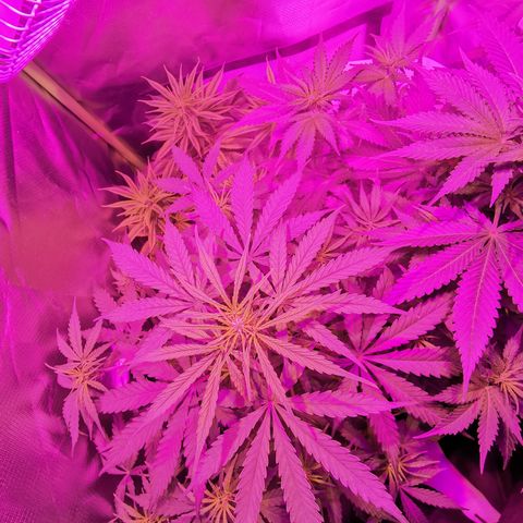 Royal Jack Auto 👑  growlog timeline photo