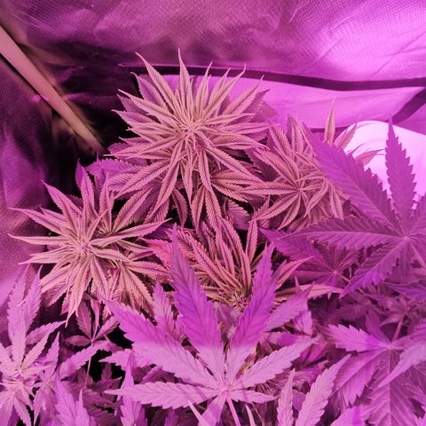 Royal Jack Auto 👑  growlog timeline photo