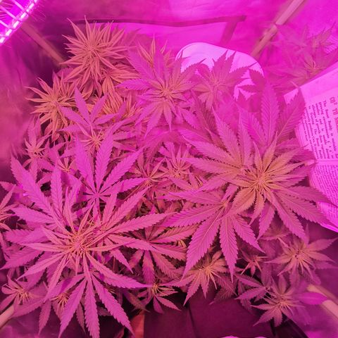 Royal Jack Auto 👑  growlog timeline photo