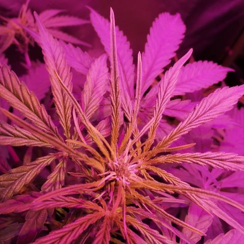 Royal Jack Auto 👑  growlog timeline photo