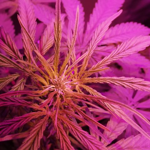 Royal Jack Auto 👑  growlog timeline photo