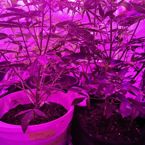Royal Jack Auto 👑  growlog timeline photo