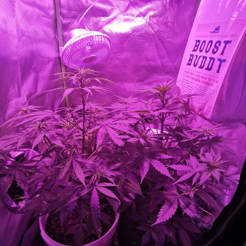 Royal Jack Auto 👑  growlog timeline photo