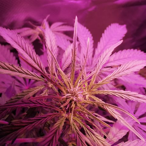 Royal Jack Auto 👑  growlog timeline photo