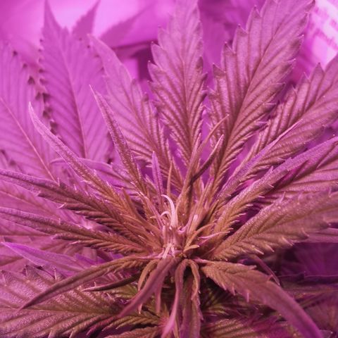 Dwarf auto growlog timeline photo