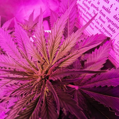 Dwarf auto growlog timeline photo