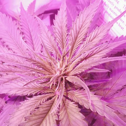 Dwarf auto growlog timeline photo