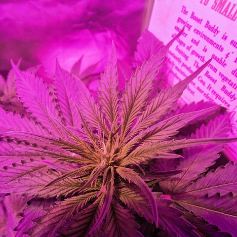 Dwarf auto growlog timeline photo