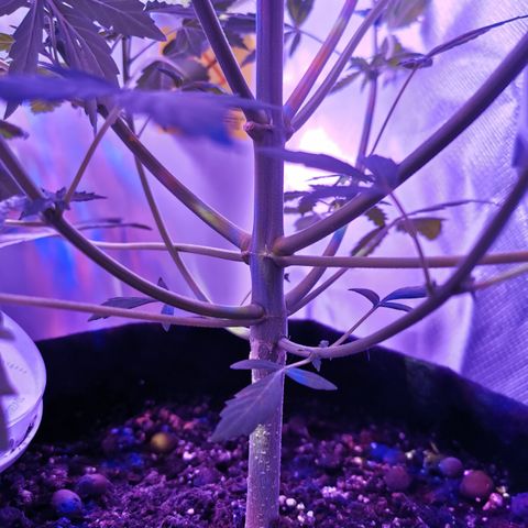 Dwarf auto growlog timeline photo