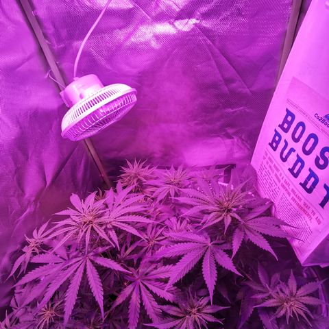 Dwarf auto growlog timeline photo