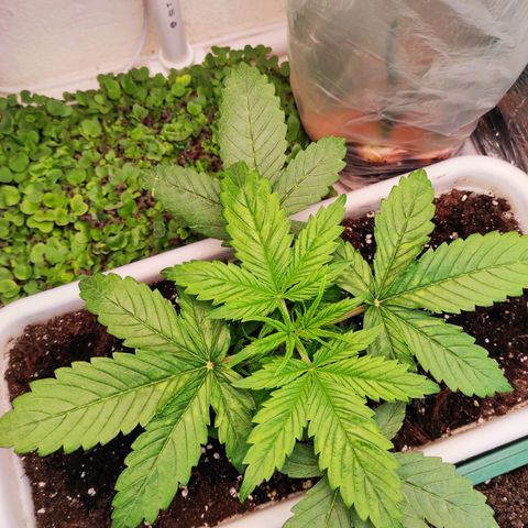 Northern Lights Autoflower growlog photo: Небольшой дефицит удобрений