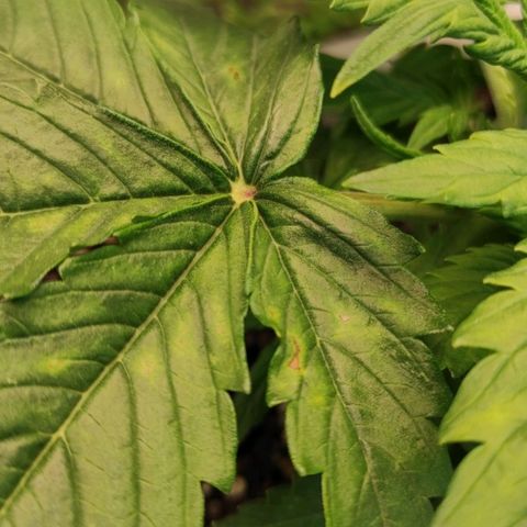 Northern Lights Autoflower growlog timeline photo