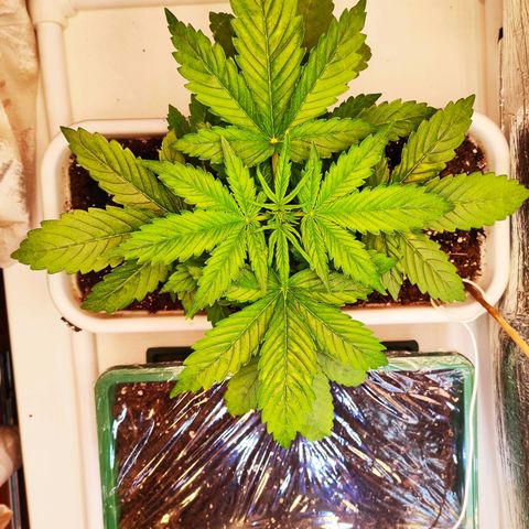 Northern Lights Autoflower growlog timeline photo