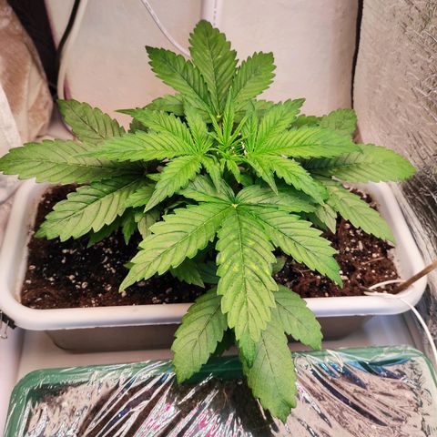 Northern Lights Autoflower growlog timeline photo