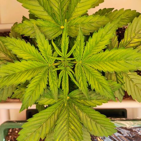 Northern Lights Autoflower growlog timeline photo