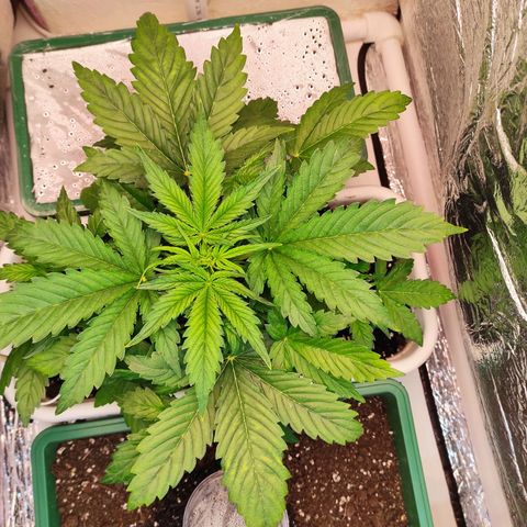 Northern Lights Autoflower growlog timeline photo