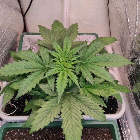 Northern Lights Autoflower growlog timeline photo