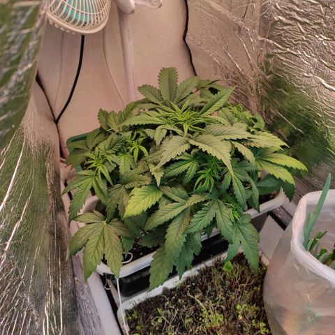 Northern Lights Autoflower growlog timeline photo