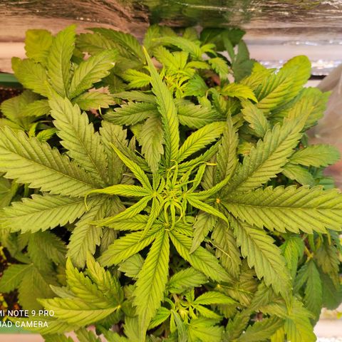 Northern Lights Autoflower growlog timeline photo