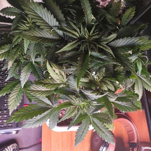 Northern Lights Autoflower growlog timeline photo