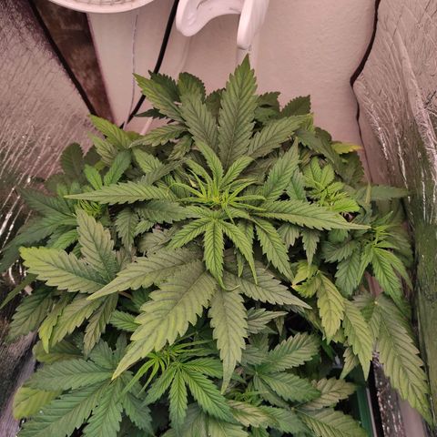 Northern Lights Autoflower growlog timeline photo