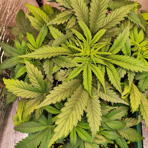 Northern Lights Autoflower growlog timeline photo