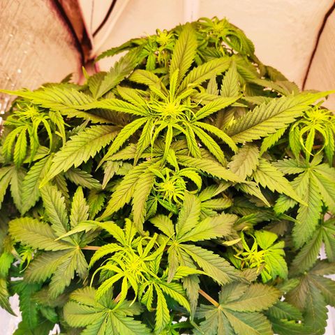 Northern Lights Autoflower growlog timeline photo