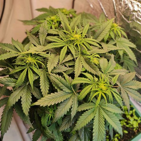 Northern Lights Autoflower growlog timeline photo
