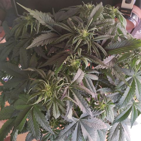 Northern Lights Autoflower growlog timeline photo