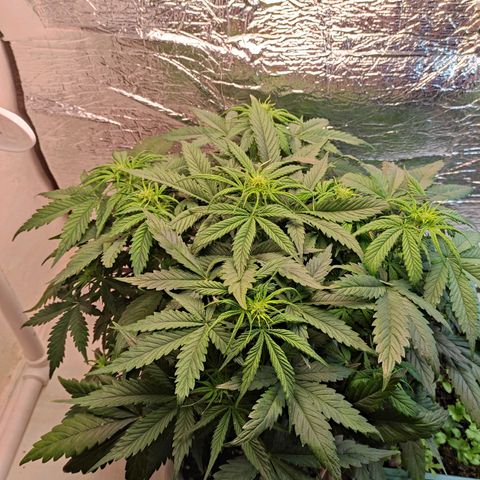 Northern Lights Autoflower growlog timeline photo