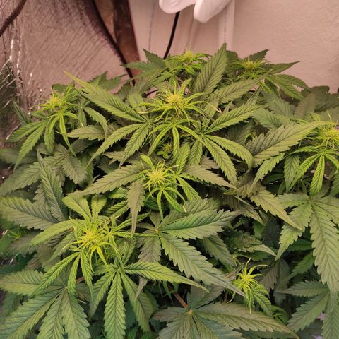 Northern Lights Autoflower growlog timeline photo