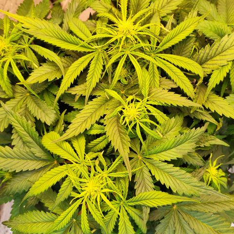 Northern Lights Autoflower growlog timeline photo