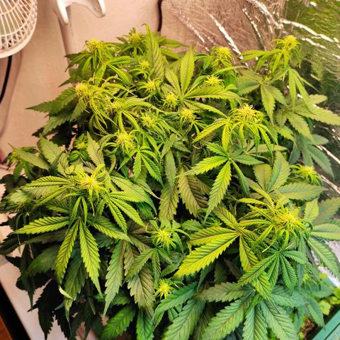 Northern Lights Autoflower growlog timeline photo