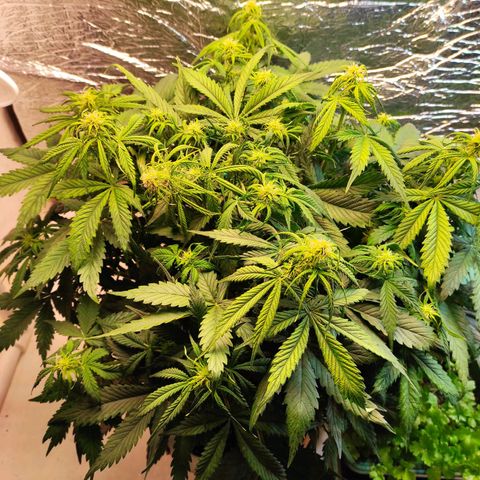 Northern Lights Autoflower growlog timeline photo