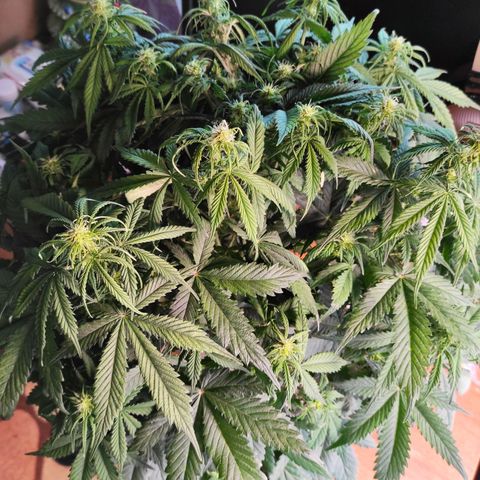Northern Lights Autoflower growlog timeline photo