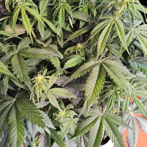 Northern Lights Autoflower growlog timeline photo