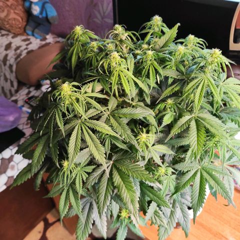 Northern Lights Autoflower growlog timeline photo