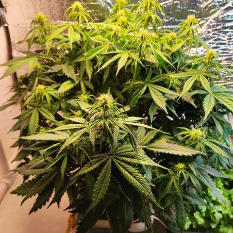 Northern Lights Autoflower growlog timeline photo