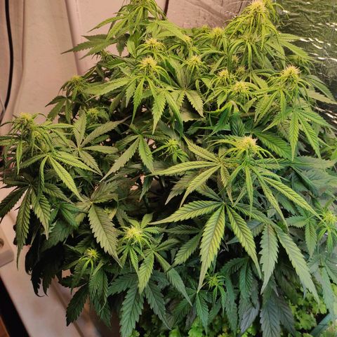 Northern Lights Autoflower growlog timeline photo