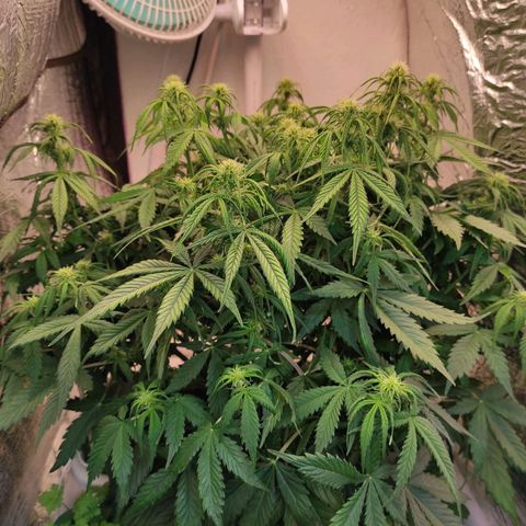 Northern Lights Autoflower growlog timeline photo