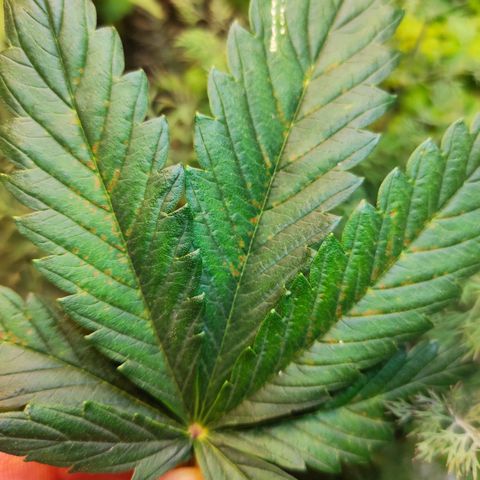 Northern Lights Autoflower growlog photo: Один лист со всего куста 