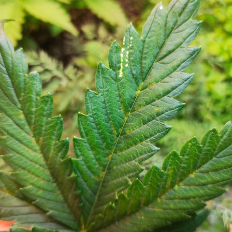 Northern Lights Autoflower growlog photo: Один лист со всего куста 