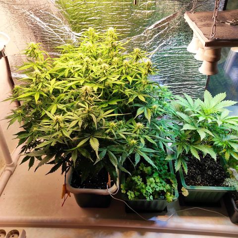 Northern Lights Autoflower growlog timeline photo