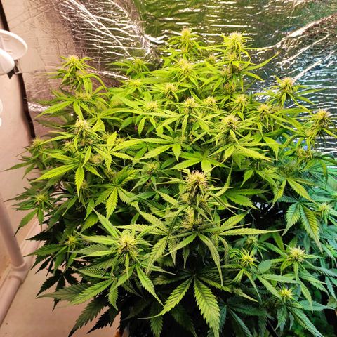 Northern Lights Autoflower growlog timeline photo