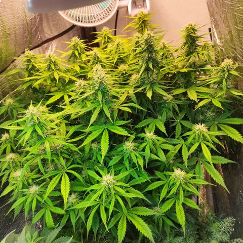Northern Lights Autoflower growlog timeline photo
