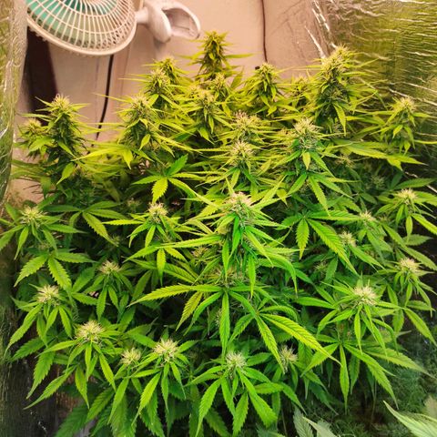 Northern Lights Autoflower growlog timeline photo